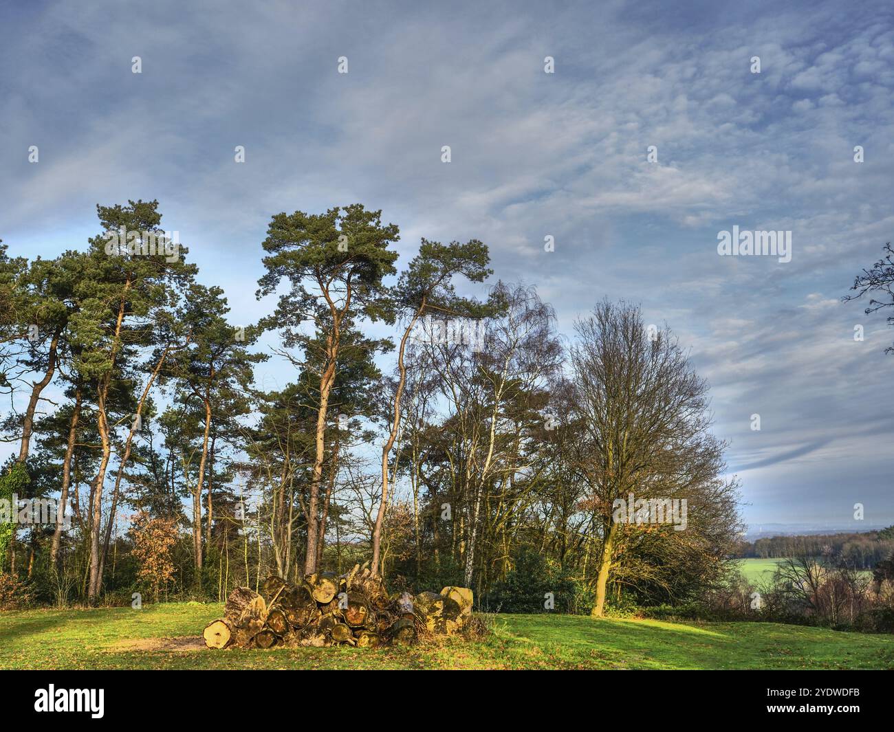Alberi alti e un mucchio di tronchi ai margini della foresta, Reken, muensterland, germania Foto Stock