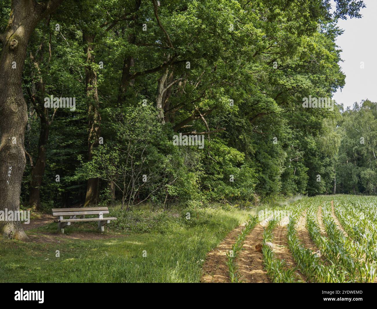 Una panchina si trova ai margini di una foresta, vicino a un campo verde in un tranquillo ambiente rurale, Reken, muensterland, germania Foto Stock