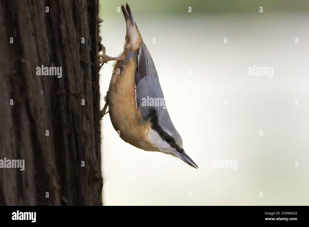 Posa tipica di un nuthatch capovolto su un tronco di albero Foto Stock