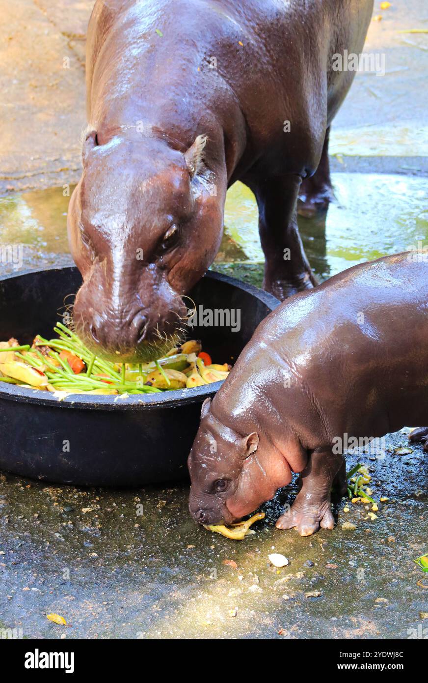 Pigmy Hippo, bambino di quasi 3 mesi, imita la banana di sua madre Foto Stock