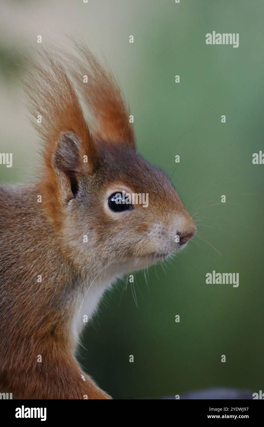 Ritratto di uno scoiattolo davanti a uno sfondo verde sfocato Foto Stock