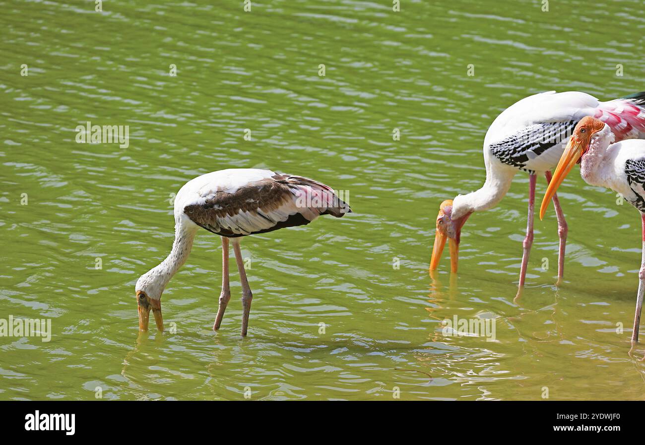 Le cicogne dipinte si insinuano nel lago poco profondo immergendosi in acqua con becchi semi aperti Foto Stock