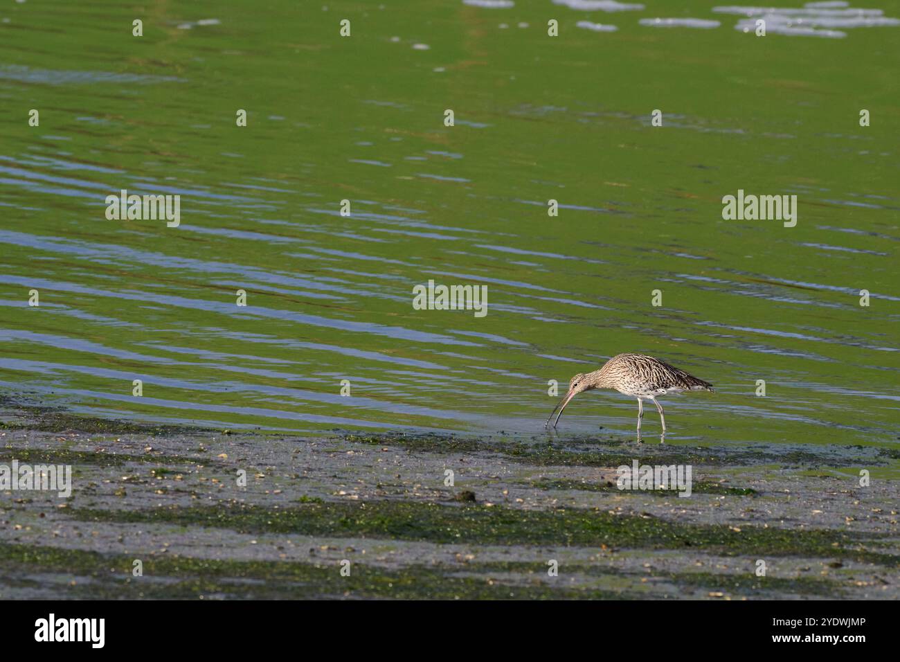 Curlew eurasiatica, Numenius arquata, pesca nelle paludi di Victoria e Joyel, Cantabria, Spagna Foto Stock