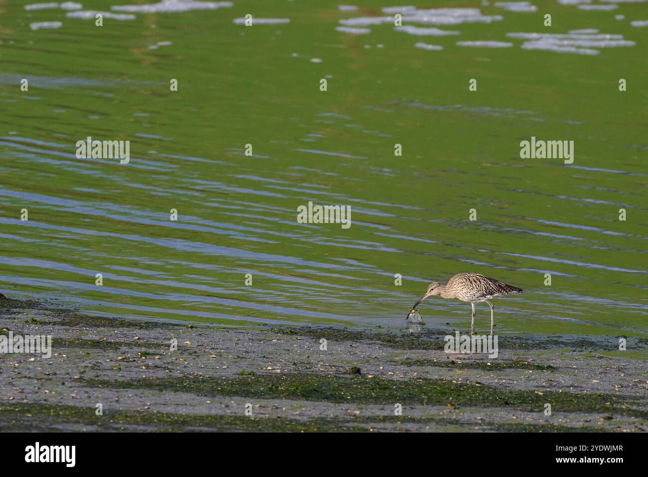Curlew eurasiatica, Numenius arquata, pesca nelle paludi di Victoria e Joyel, Cantabria, Spagna Foto Stock