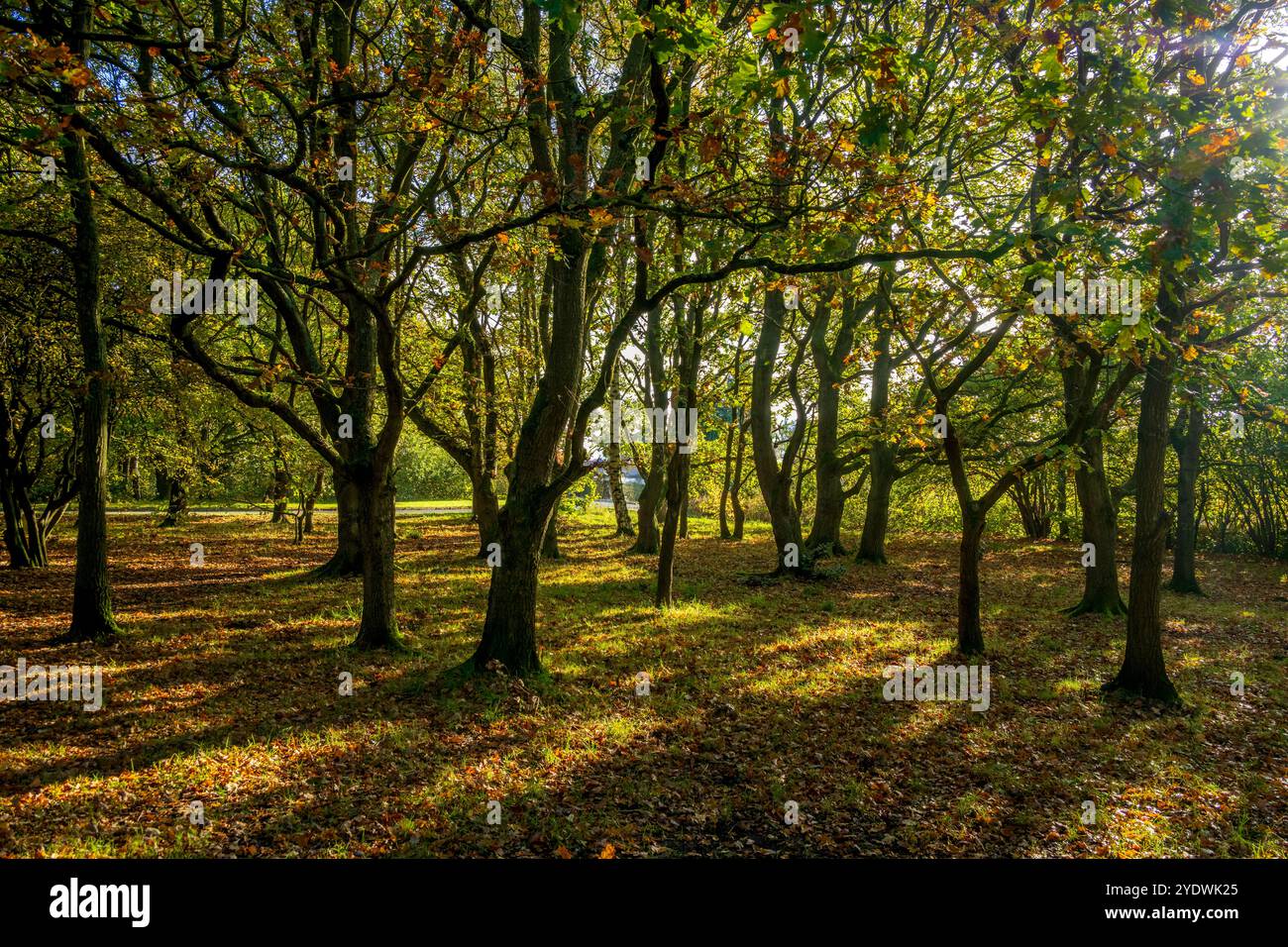 La luce dorata del mattino mentre il sole sorge attraverso questa scena boschiva all'inizio dell'autunno. Foto Stock