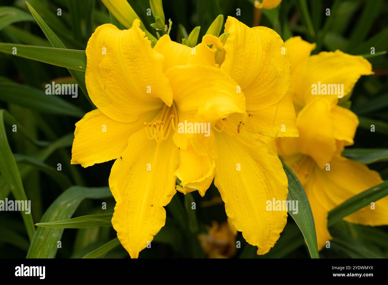 In un giardino prosperano vivaci gialli gialli, i loro delicati petali che si estendono in mezzo a foglie verdi lussureggianti nel caldo sole estivo. Foto di alta qualità Foto Stock