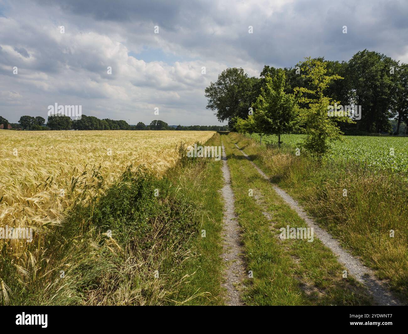 Uno stretto sentiero separa le orecchie dorate di mais dalla vegetazione lussureggiante, accompagnate da alberi e nuvole, Reken, muensterland, germania Foto Stock