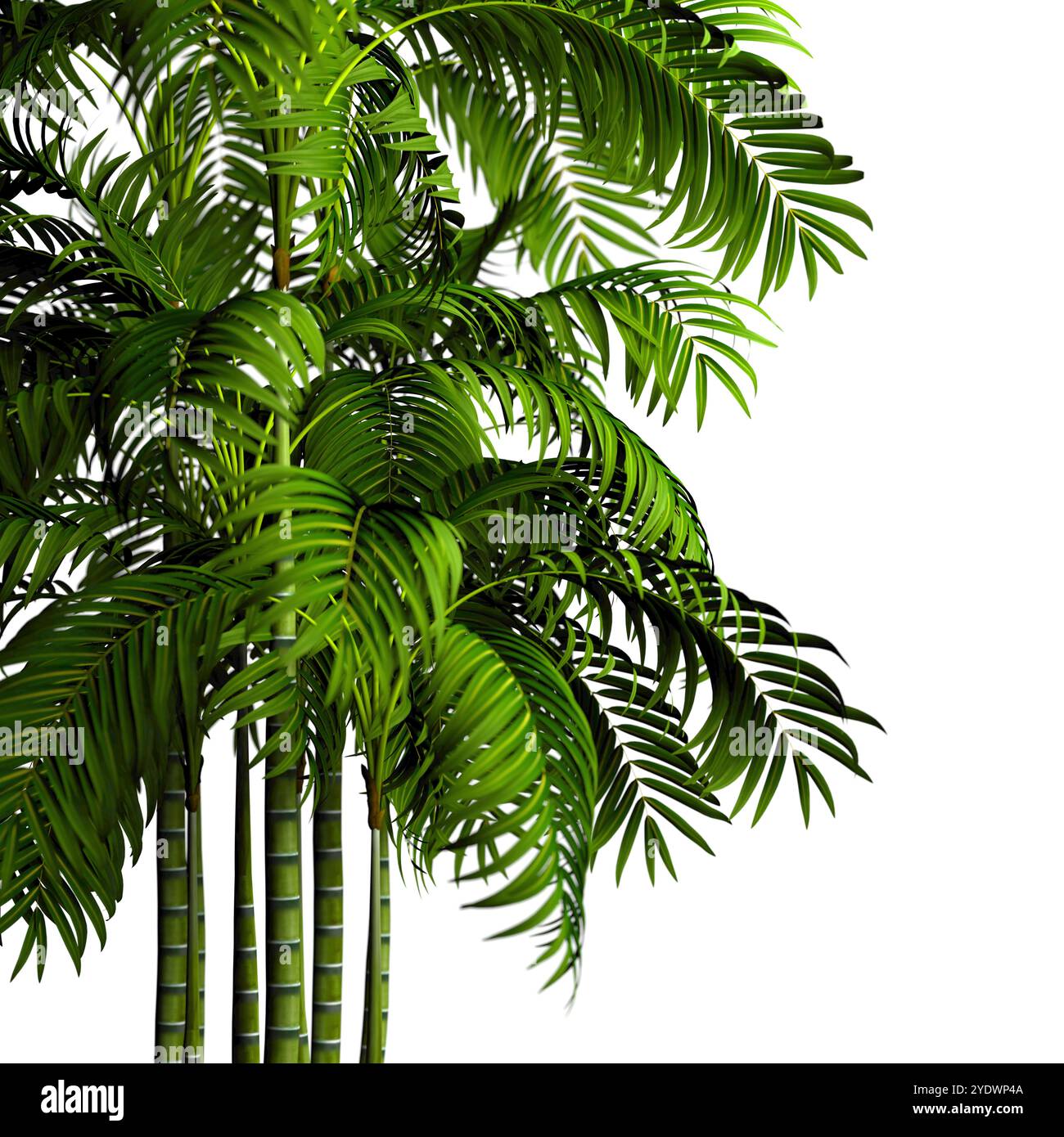 Sfondo di piante e cespugli su sfondo bianco.foglie e tronchi di bambù.natura isolata su bianco.illustrazione 3d. Foto Stock