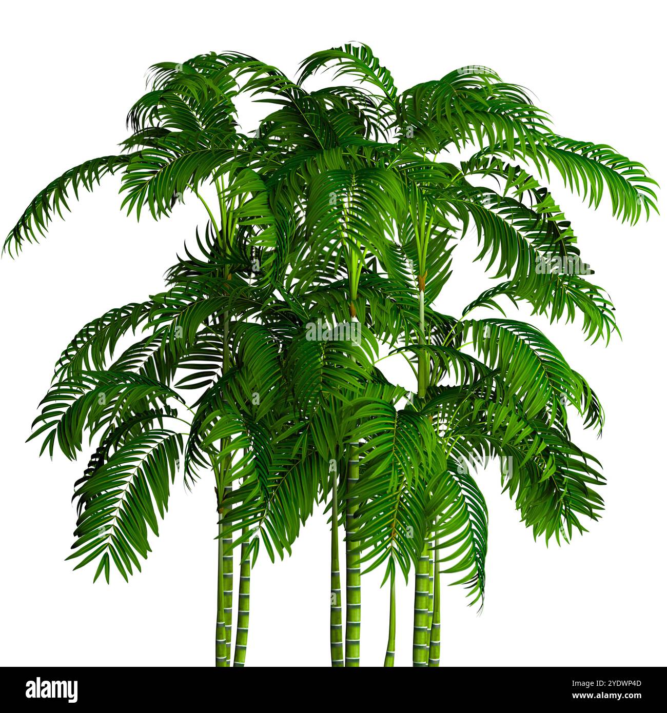 Sfondo di piante e cespugli su sfondo bianco.foglie e tronchi di bambù.natura isolata su bianco.illustrazione 3d. Foto Stock