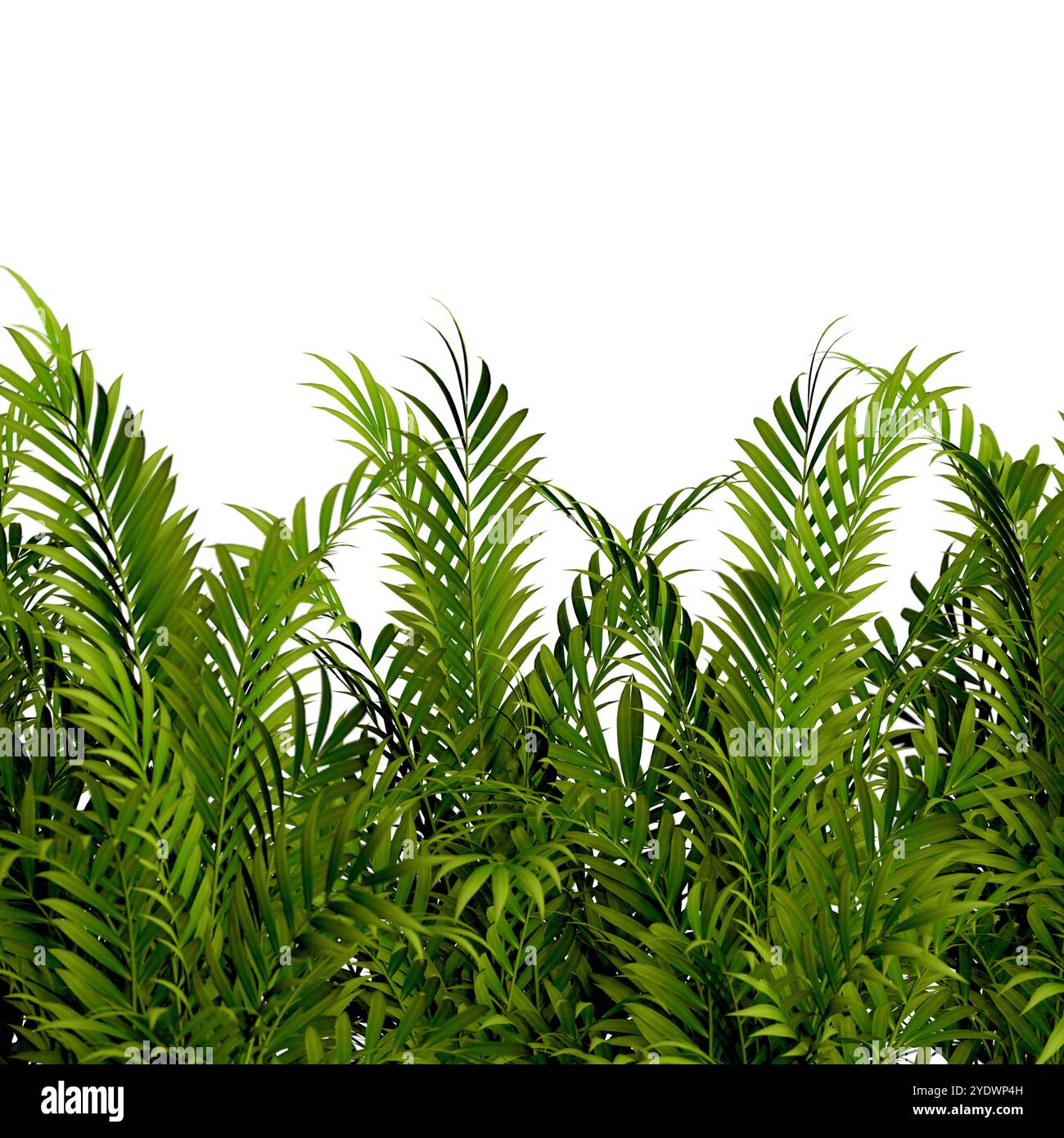 Sfondo di piante e cespugli su sfondo bianco.foglie e tronchi di bambù.natura isolata su bianco.illustrazione 3d. Foto Stock