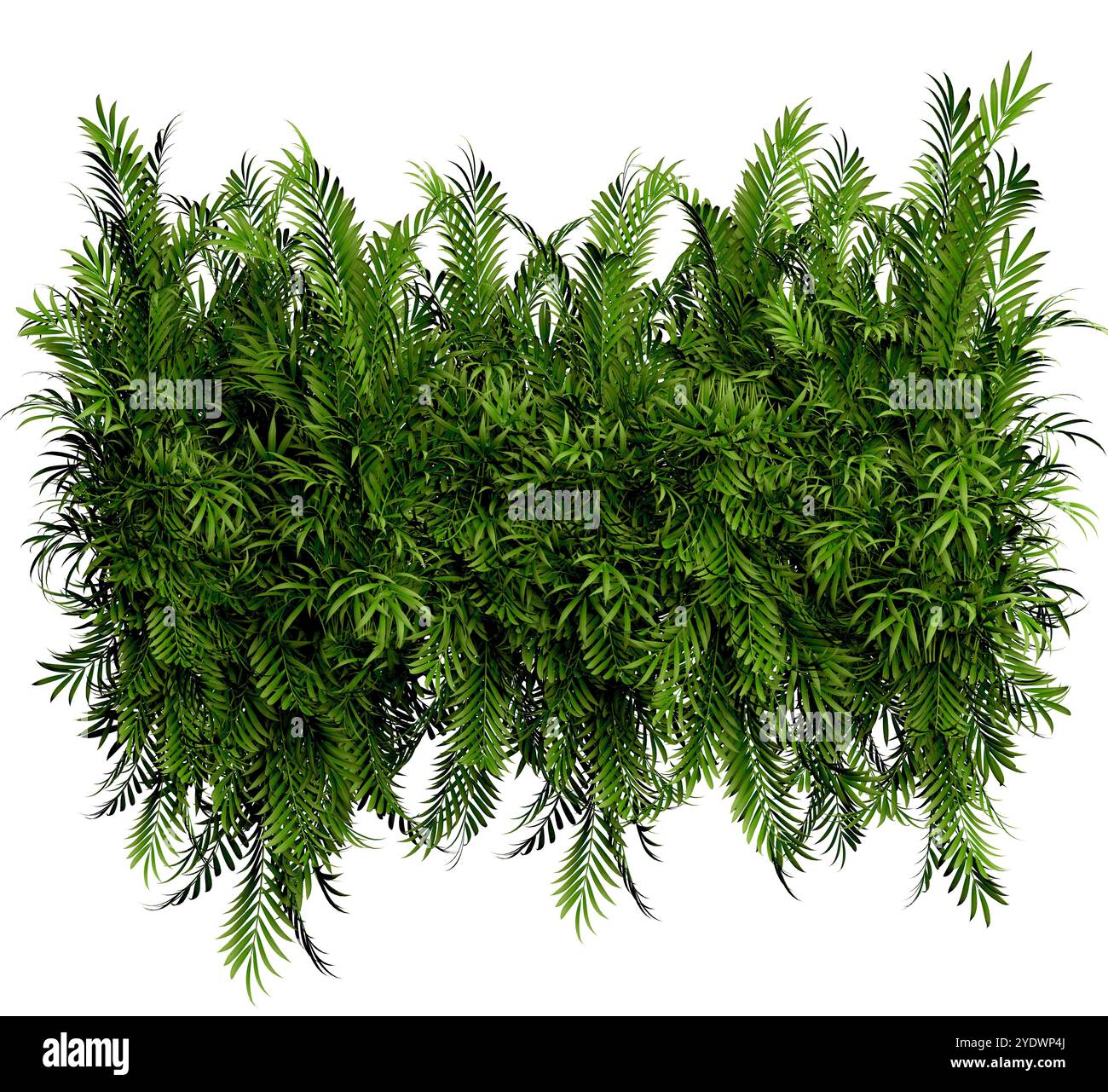 Sfondo di piante e cespugli su sfondo bianco.foglie e tronchi di bambù.natura isolata su bianco.illustrazione 3d. Foto Stock