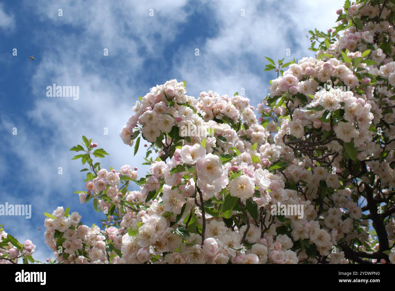 Melo di granchio (Malus ioensis) in fiore contro un cielo blu Foto Stock