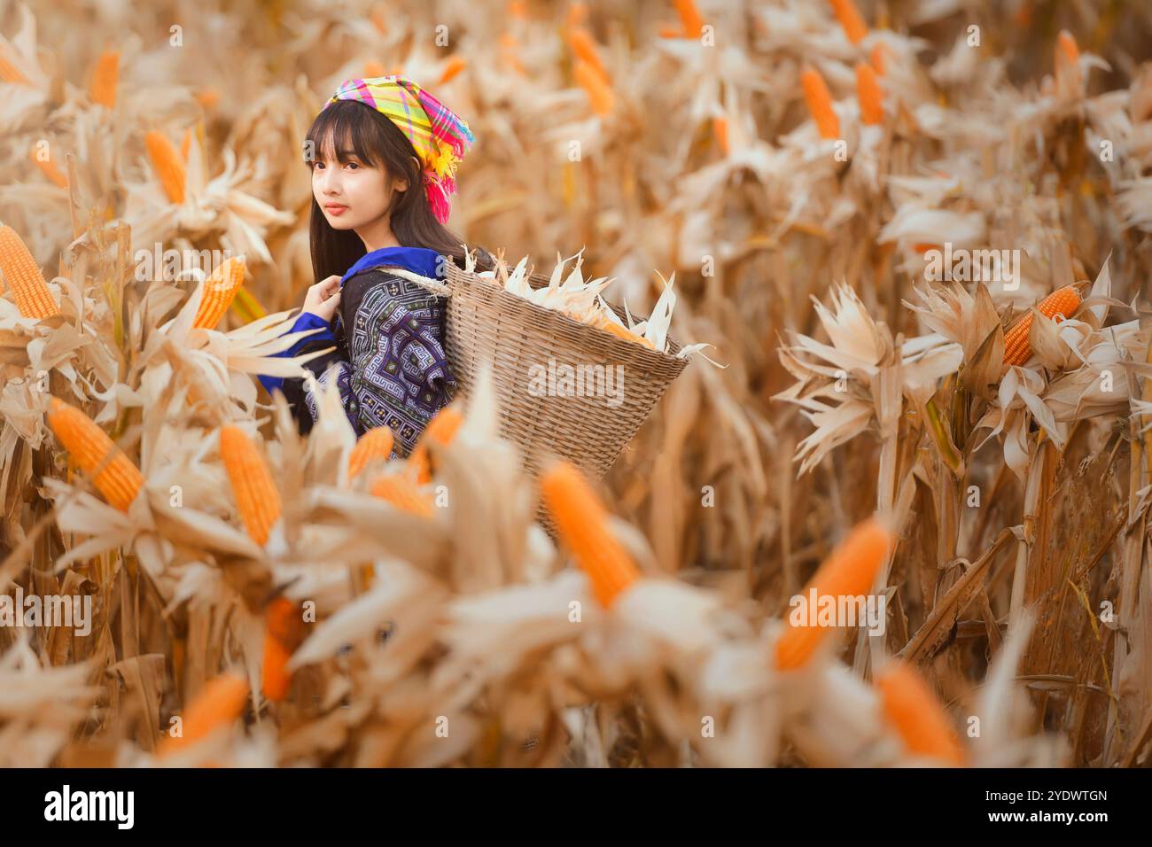 Donna in costume tradizionale del Laos che raccoglie mais fresco in un campo, il Laos Foto Stock