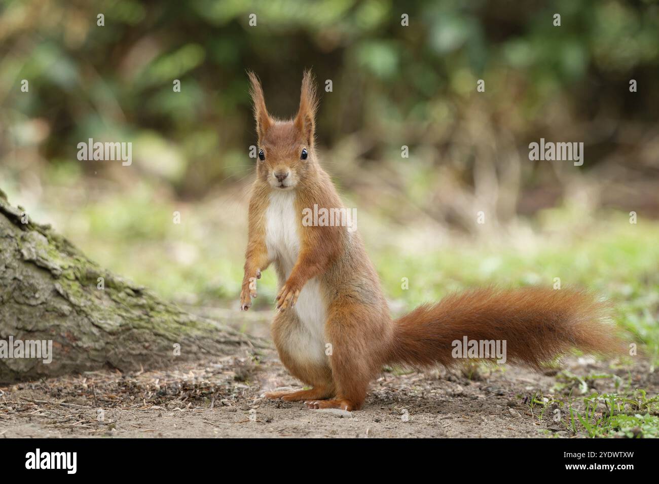 Lo scoiattolo in piedi si sente preso dal gioco e sembra spaventato nella telecamera Foto Stock