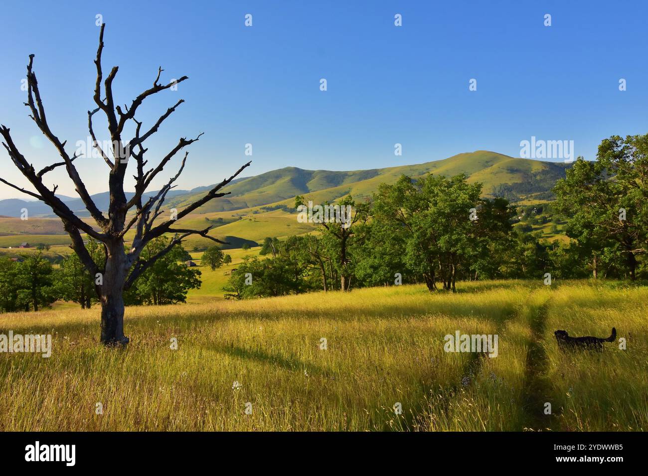 Cane nero che cammina in erba lunga, Monte Zlatibor, Serbia Foto Stock