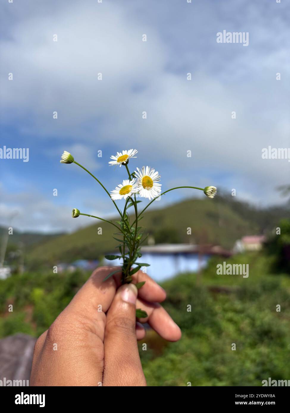 Delicato giglio selvatico di Munnar, simbolo della bellezza della natura. - Immagine stock catturata con smartphone
