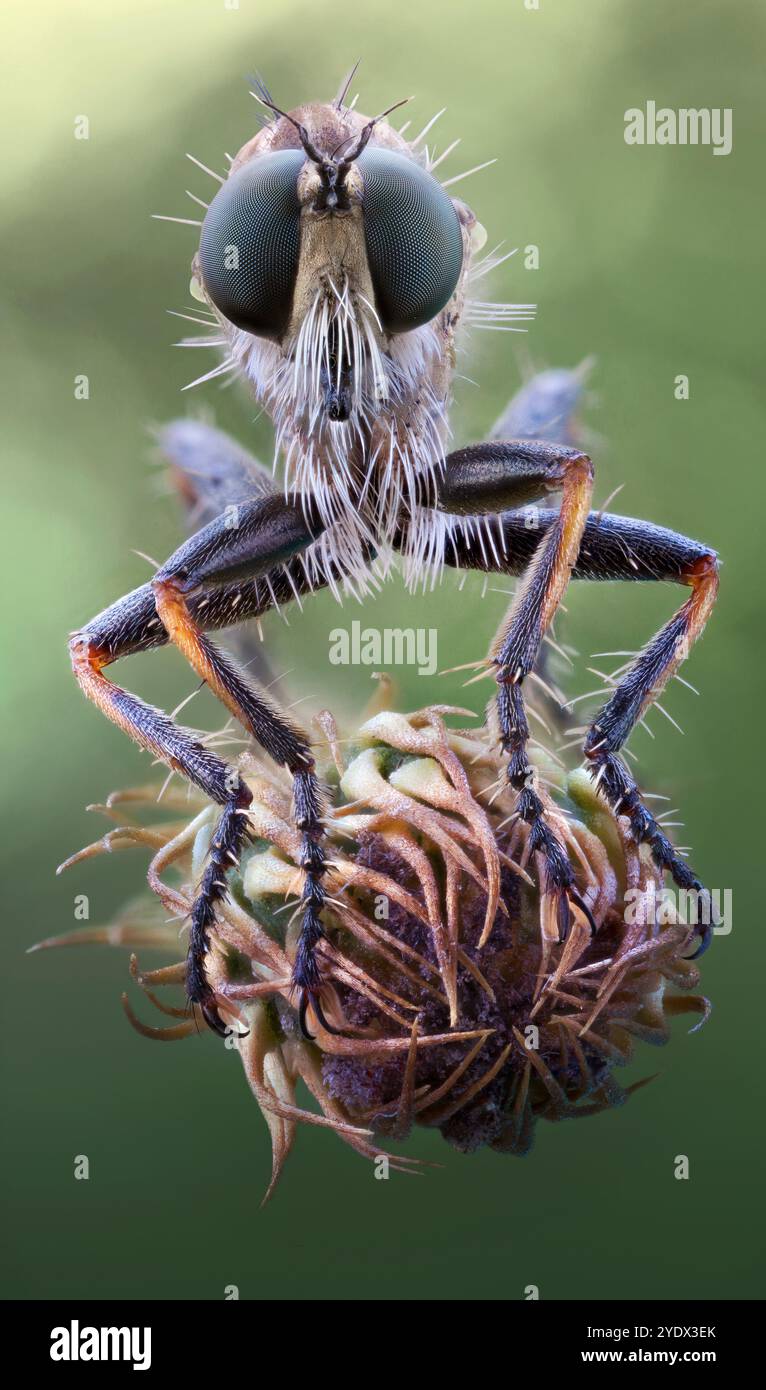 Cerdistus sp., specie di mosche rapinatrici predatorie (Asilidae) Foto Stock
