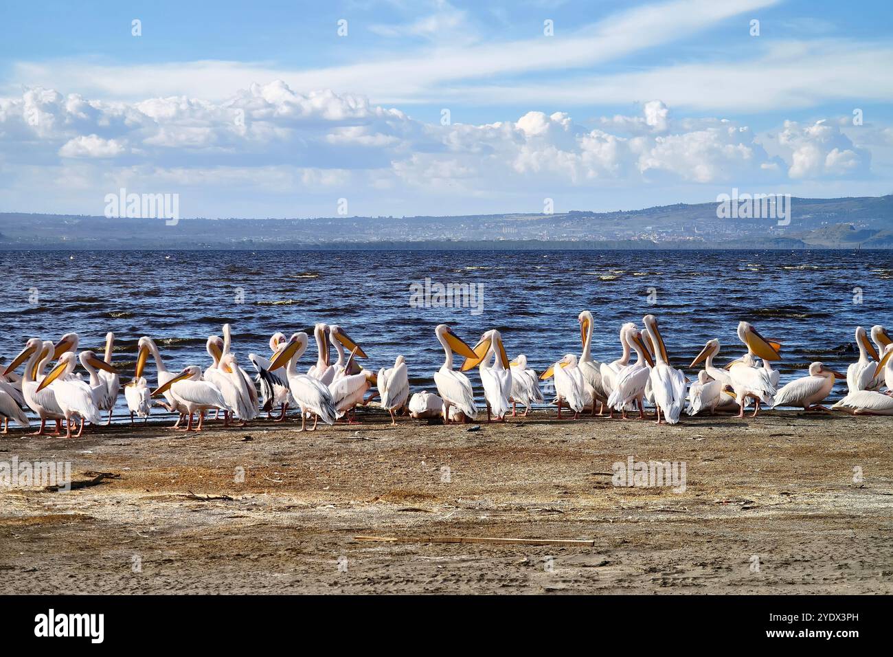 I Great White Pelicans al Parco Nazionale del Lago Nakuru Foto Stock