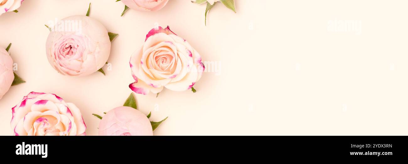 Striscione con fiori di rosa su sfondo beige. Posiziona per testo. Foto Stock
