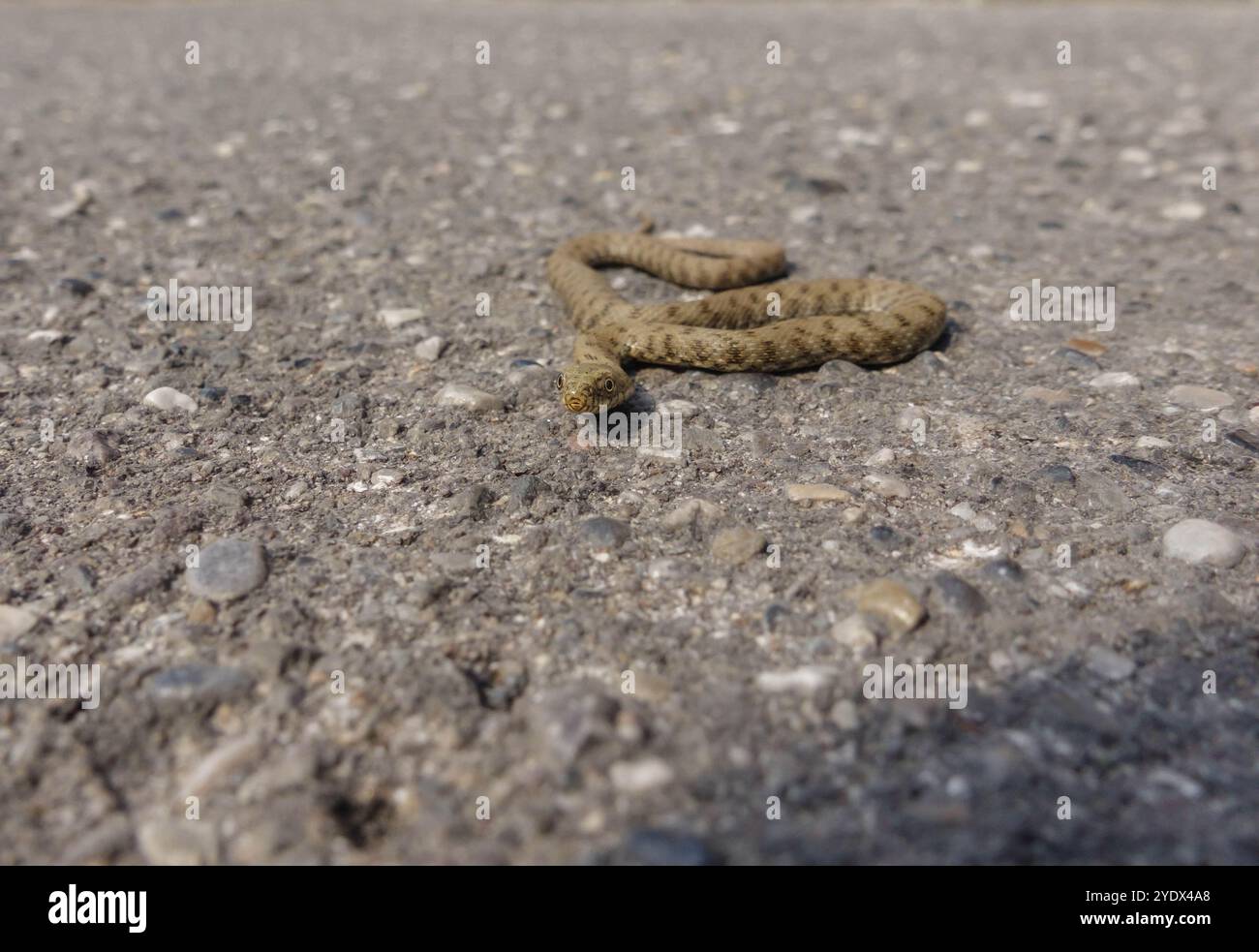 Dice serpente (Natrix tessellata) Clusane Italia settembre 2023 Foto Stock