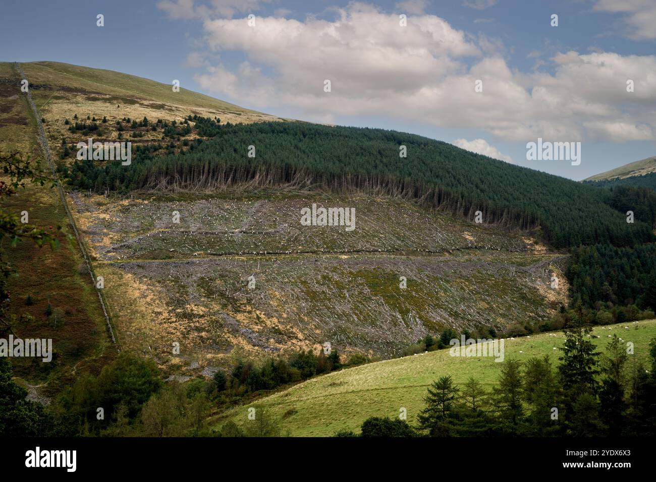 Una foresta con un'area di alberi abbattuti che sono stati abbattuti e gestiti da Forest England e dalla Forestry Commission per creare boschi sostenibili Foto Stock