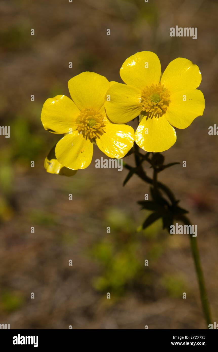 Fiori di zucca delle Azzorre Ranunculus cortusifolius. Gran Canaria. Isole Canarie. Spagna. Foto Stock