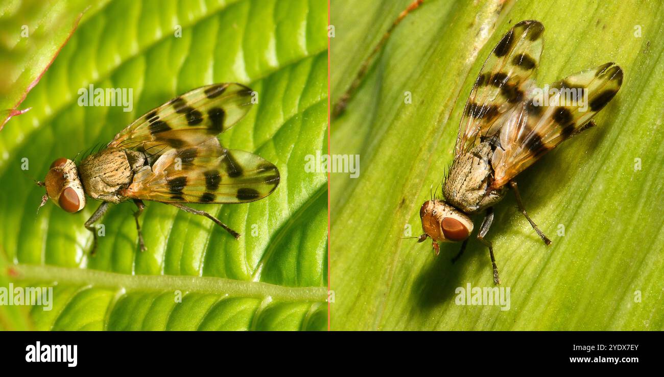Due immagini della stessa mosca Picturealata, Ceroxys latiusculus, appoggiate su foglie diverse. Ben concentrato e primo piano con buoni dettagli. Foto Stock