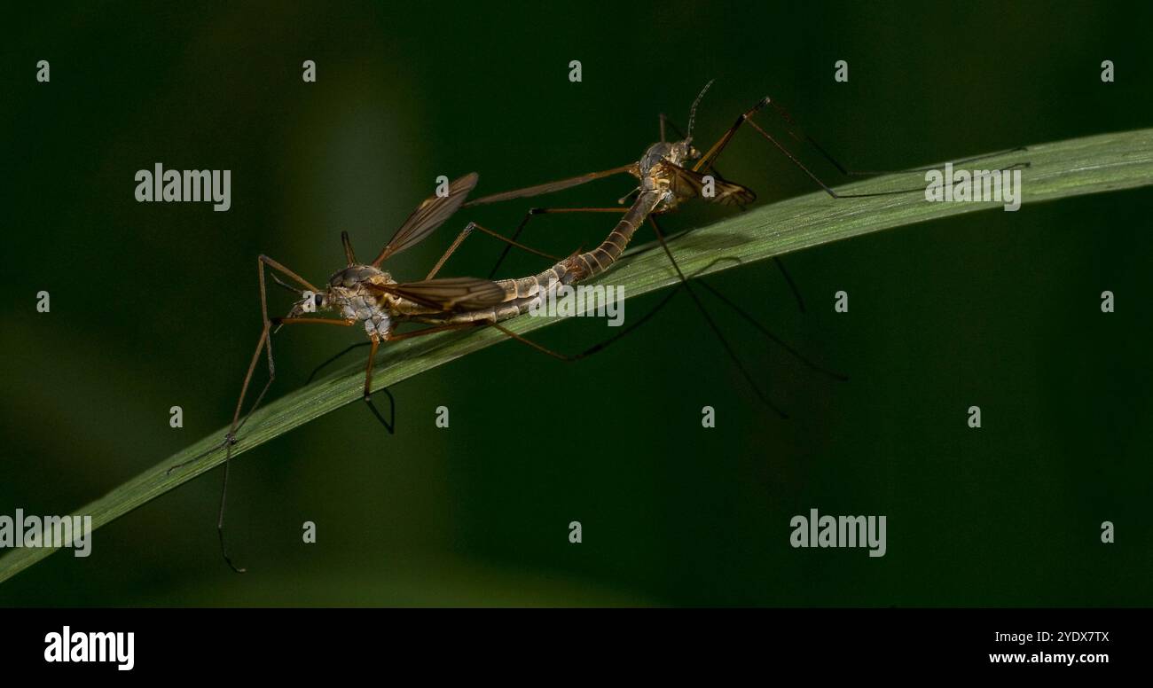 Un paio di mosche Gru accoppiate, Tipula varipennis, su una lunga foglia sottile adagiata su uno sfondo naturale sfocato. Primo piano, ben concentrato, buoni dettagli. Foto Stock