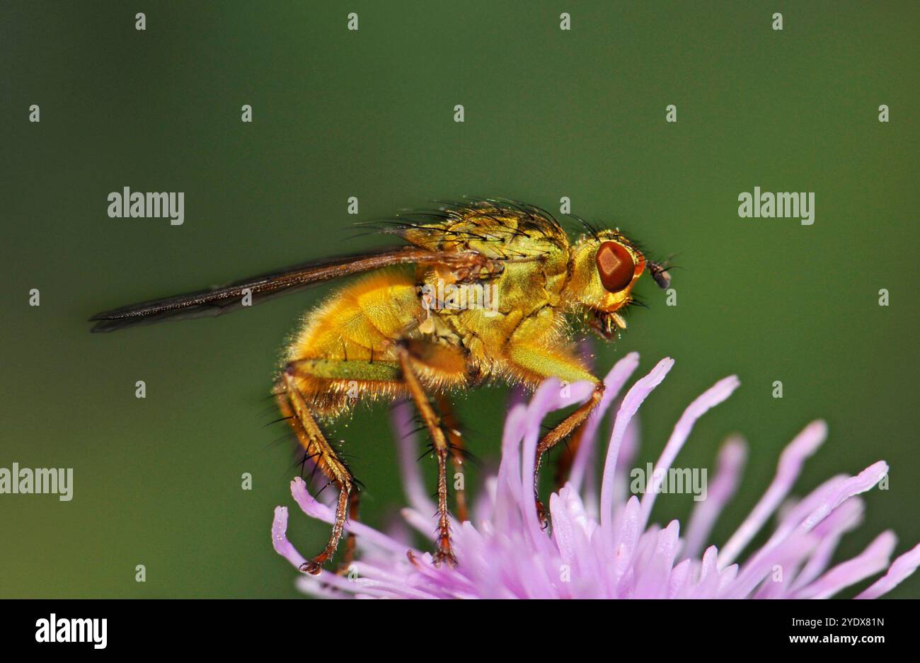 Una mosca di sterco dorato, Scathophaga stercoraria, che riposa su Giant knapweed. Primo piano e ben focalizzato con molti peli e setole sul torace. Foto Stock