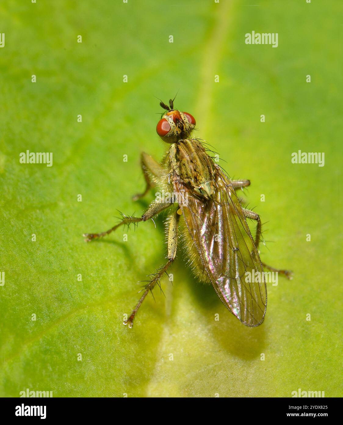 Una mosca di sterco dorato femminile, Scathophaga stercoraria, appoggiata su una foglia con sfondo sfocato verde. Molto peloso, primo piano e ben concentrato. Foto Stock
