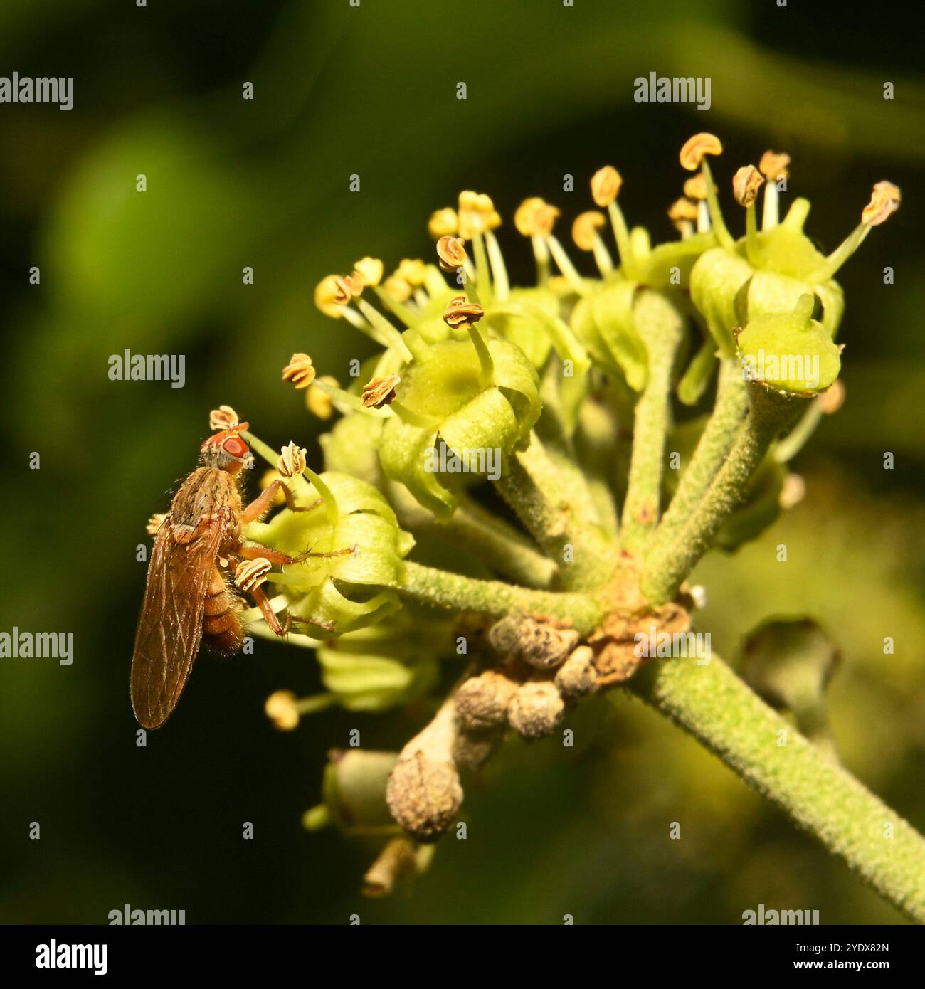 Una mosca di sterco dorato, Scathophaga stercoraria, che prende il nettare da un fiore di edera. Grandi occhi rossi. Primo piano e ben focalizzato con buoni dettagli. Foto Stock