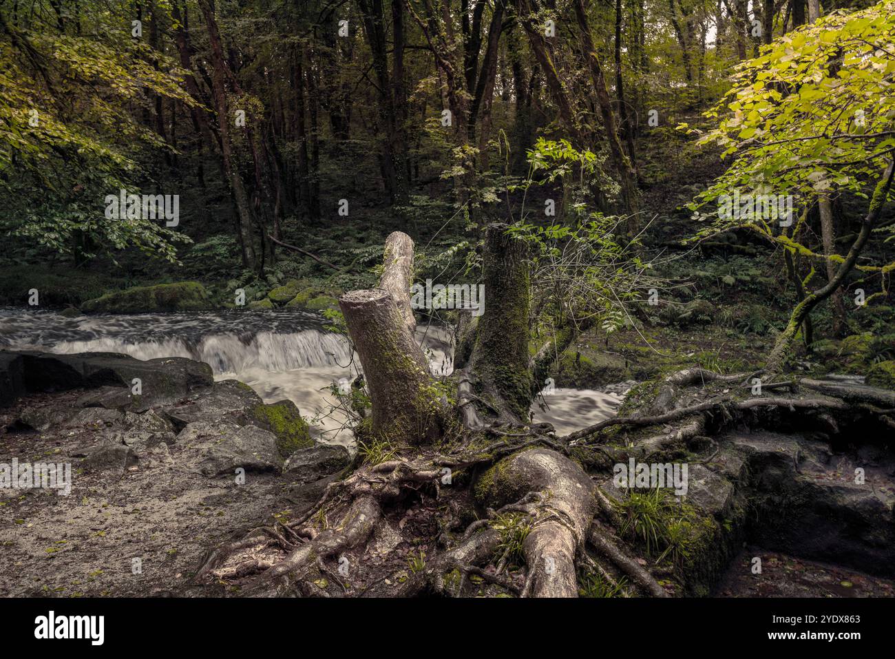 Cascate di Golitha. Il fiume Fowey scorre attraverso l'antico bosco di querce di Draynes Wood a Bodmin Moor in Cornovaglia nel Regno Unito. Foto Stock