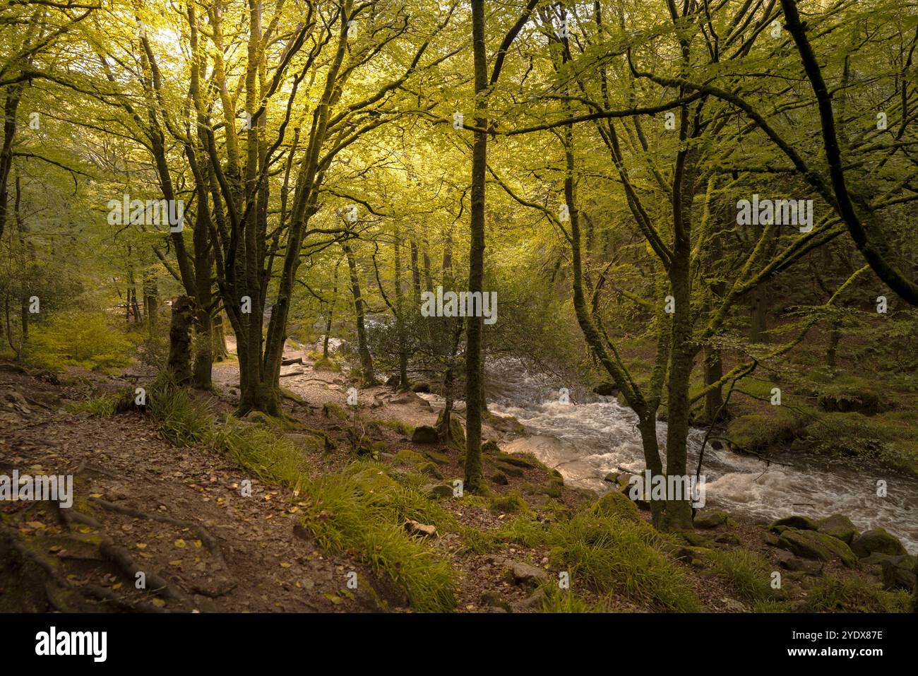 Cascate di Golitha. Il fiume Fowey scorre attraverso l'antico bosco di querce di Draynes Wood a Bodmin Moor in Cornovaglia nel Regno Unito. Foto Stock
