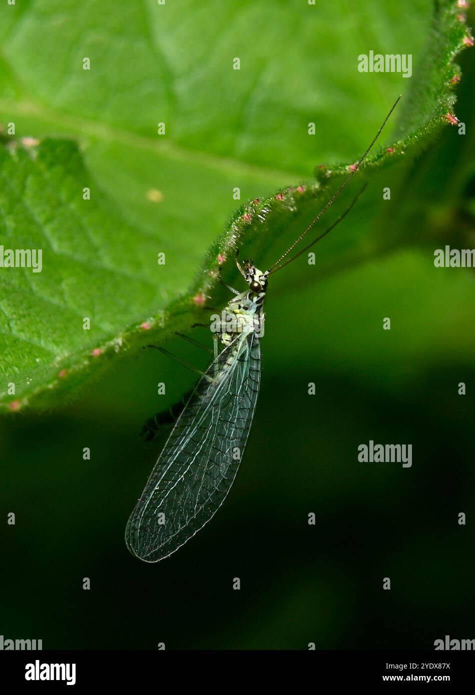 Un Lacewing Verde, Chrysopa Perla, appeso a una foglia. Una vista laterale ben focalizzata con molti bei dettagli dell'insetto. Foto Stock