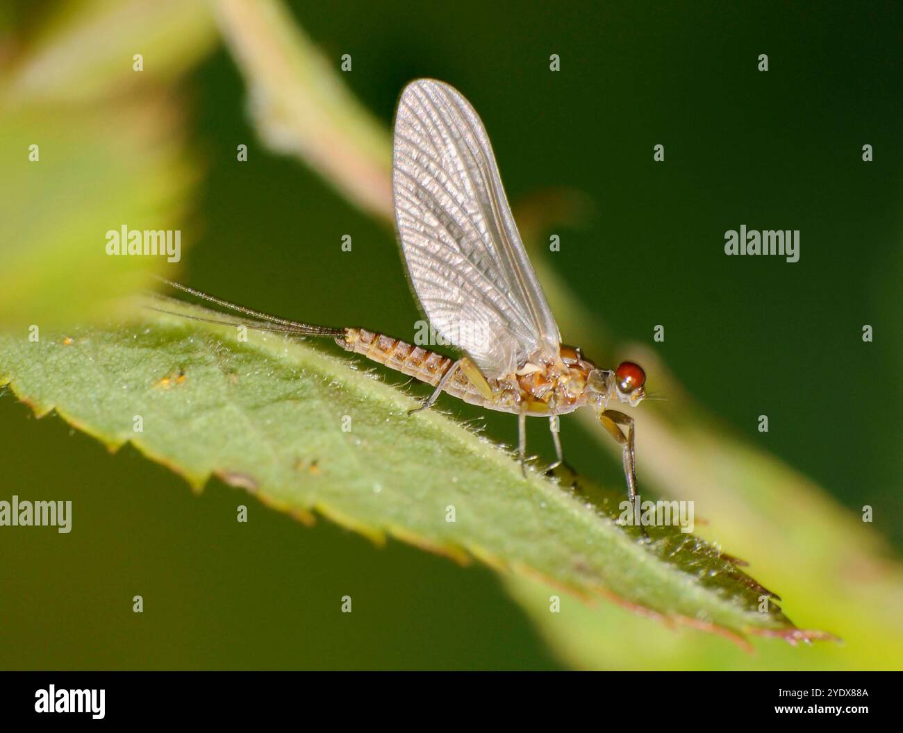 Un primo piano ben focalizzato di una mazzuola di oliva alata blu che si è appena schiusa e ha ancora ali di un dun, in quanto non sono ancora completamente indurite. Forse dun. Foto Stock