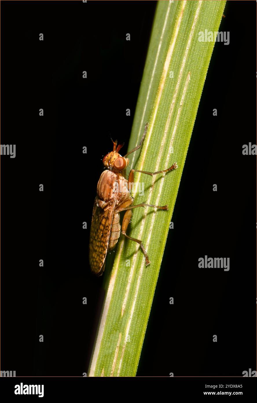 Una mosca paludosa, Pherbina coryleti, che riposa su uno stelo. Altri nomi possono essere Snail-killer Fly o Net Winged Snail Fly. Primo piano e ben concentrato. Foto Stock