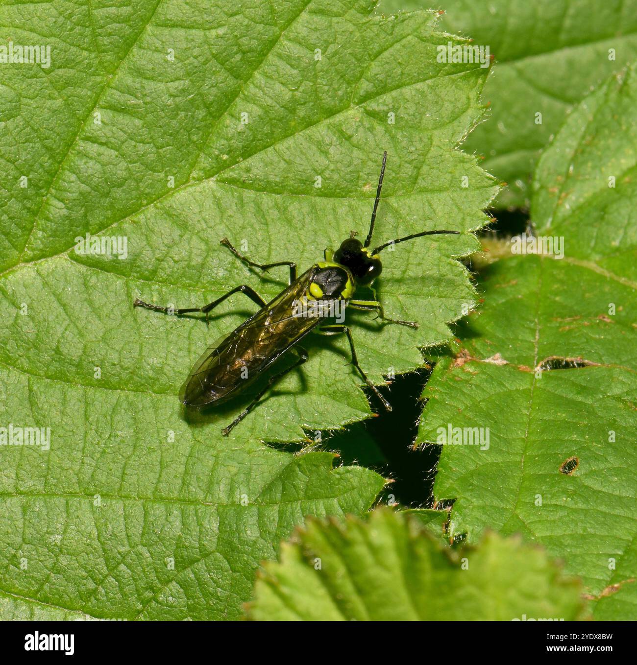 Una vista dall'alto di una sega trifoglio con lati gialli ben focalizzata, Tenthredo notha. Nota anche come Sawfly comune. È in primo piano e poggia su una foglia. Foto Stock