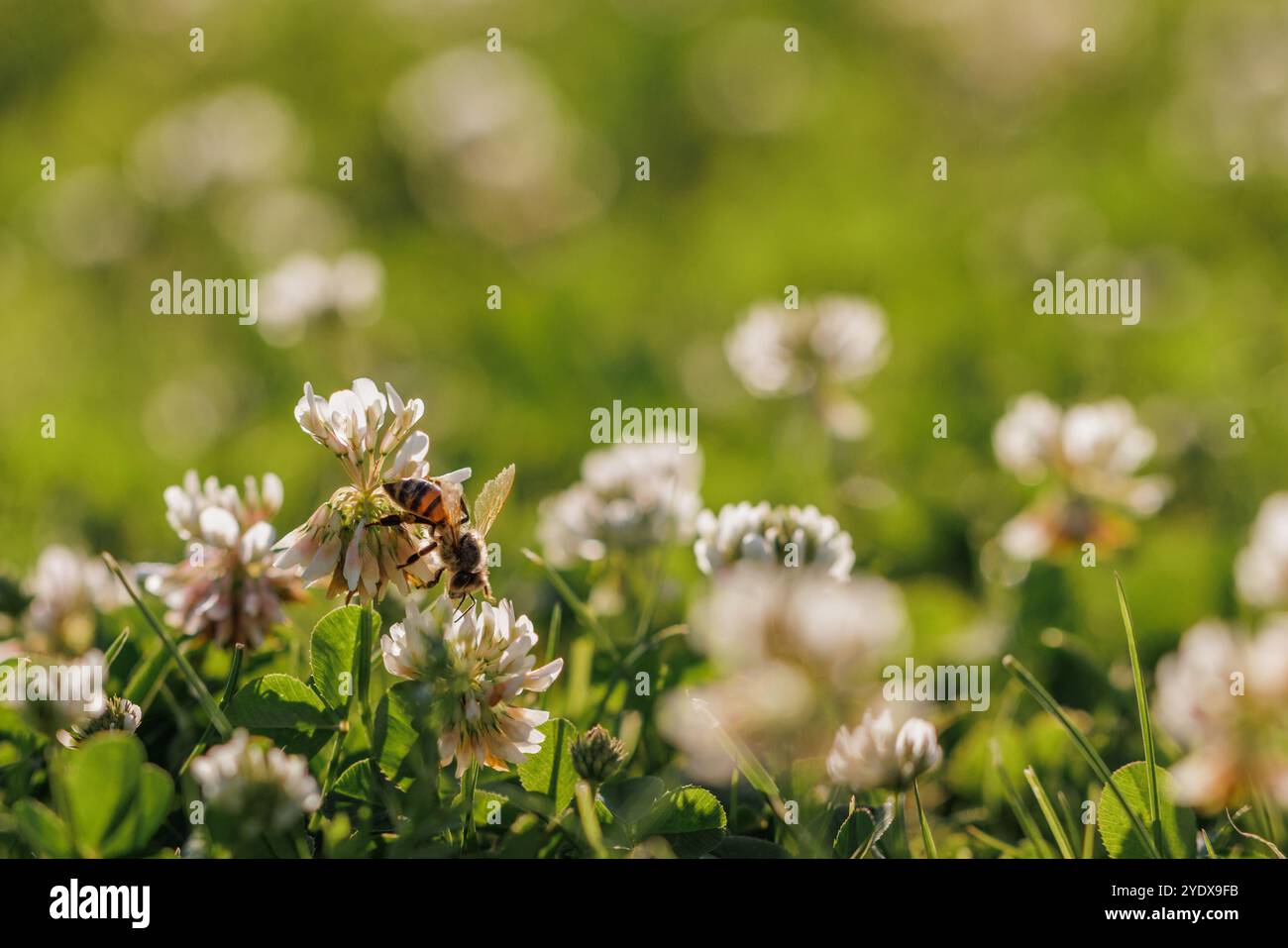 Il nettare di raccolta delle api mellifere sulla fioritura del trifoglio. Impollinazione. Concetto ambientale, salvare il concetto di api Foto Stock