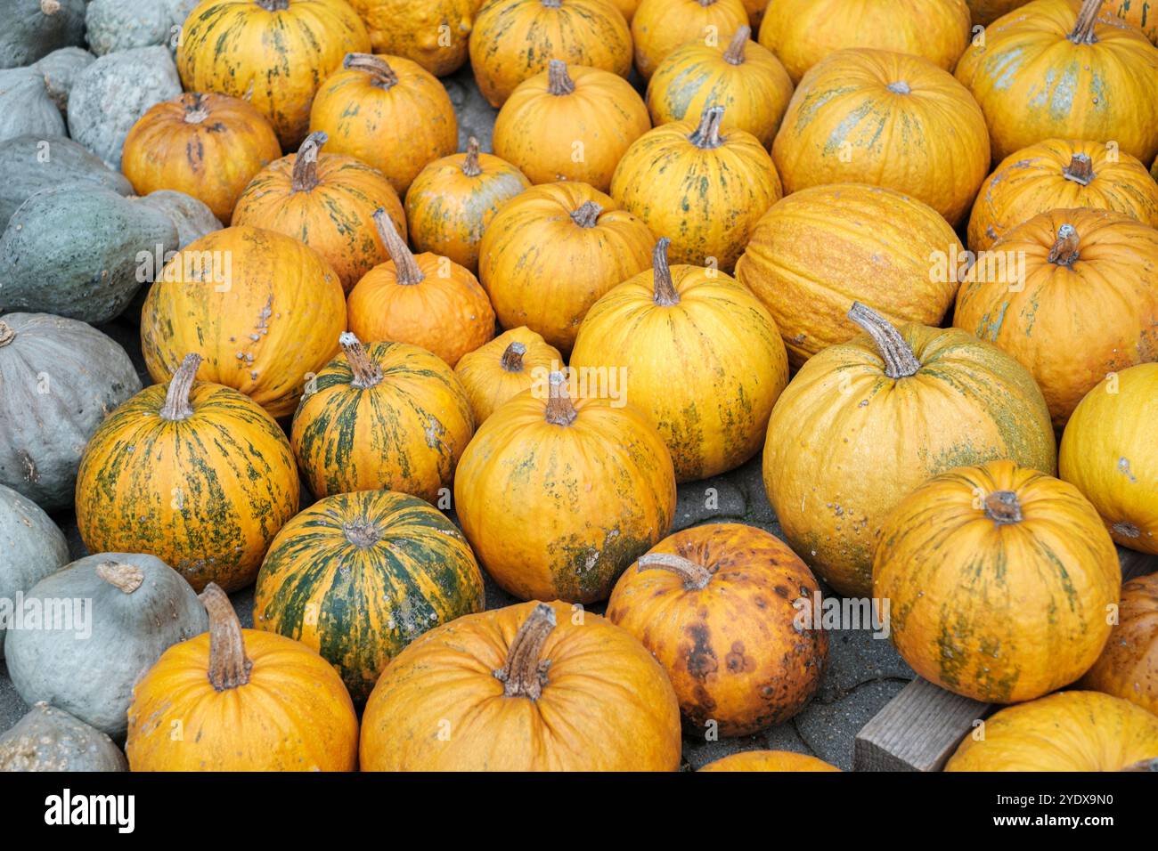 Un abbondante raduno di zucche di varie dimensioni e colori, creando una calda atmosfera autunnale in un mercato agricolo. Questo vivace display invita vi Foto Stock