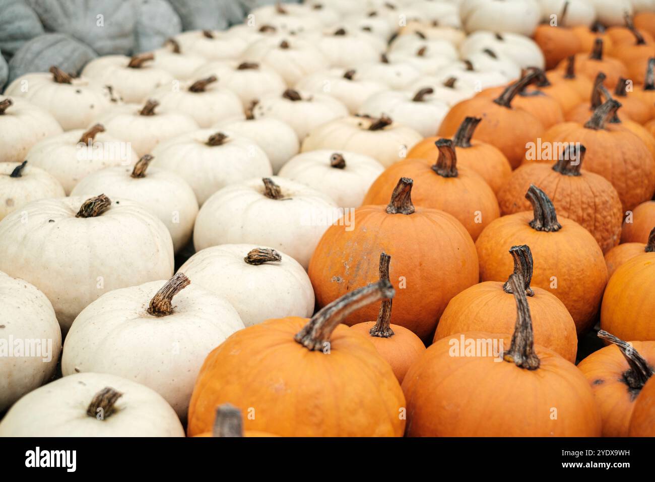 File di zucche in varie tonalità di arancio e bianco riempiono il vivace mercato, invitando i visitatori a celebrare la bellezza dell'autunno. I colori caldi r Foto Stock