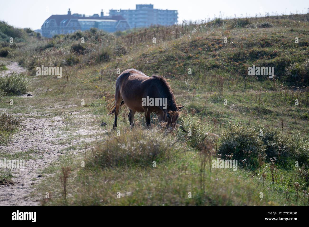 I cavalli selvatici Konik e i pony Exmoor vivono in un paesaggio di dune in una riserva naturale, per la gestione naturale delle dune per frenare la crescita degli arbusti, ne Foto Stock