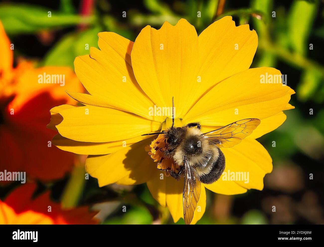Un'ape su un fiore del Cosmos in un giardino autunnale. Foto Stock