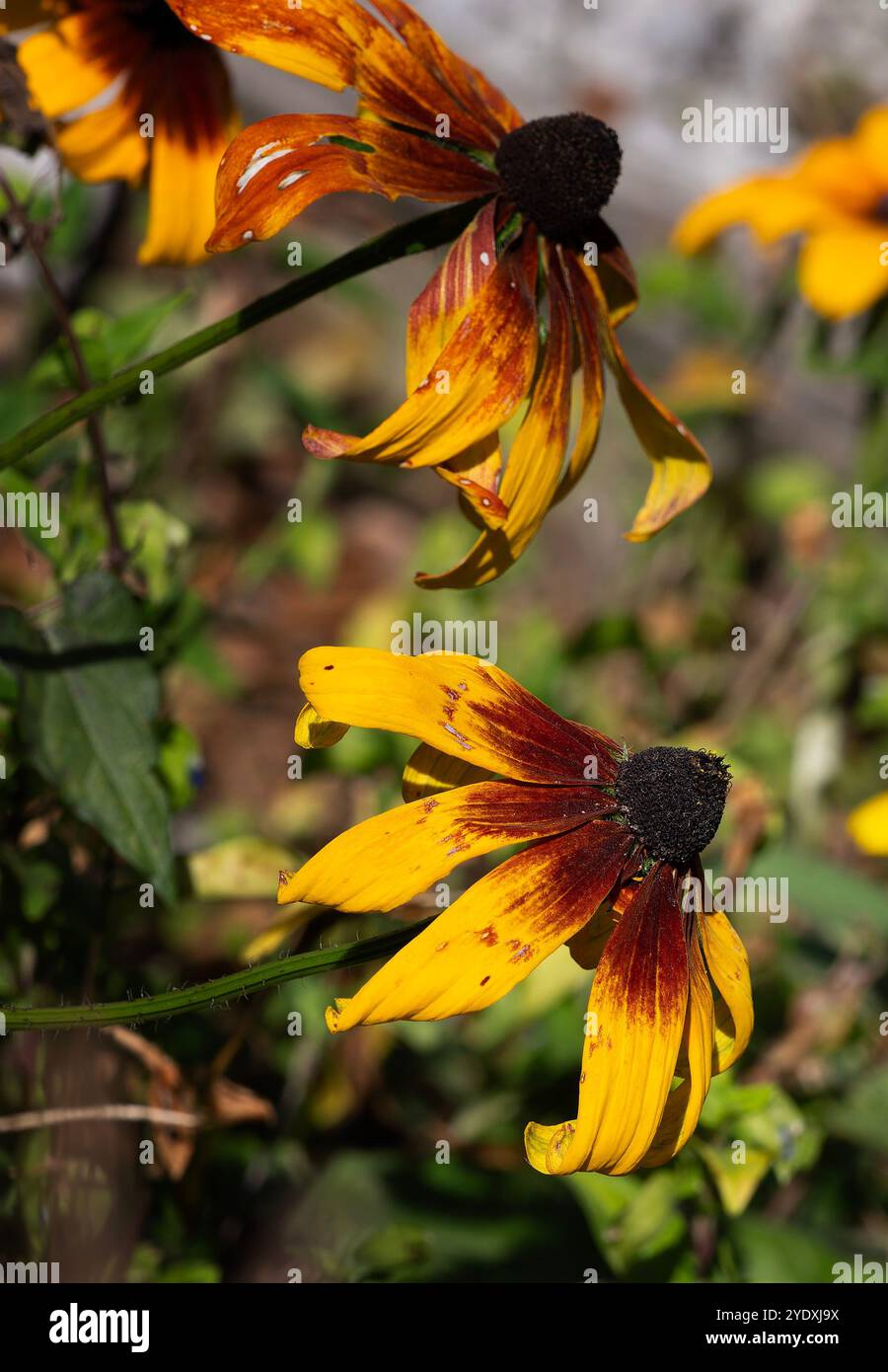 Fine estate fioritura di Rudbeckia in un giardino di ottobre. Foto Stock