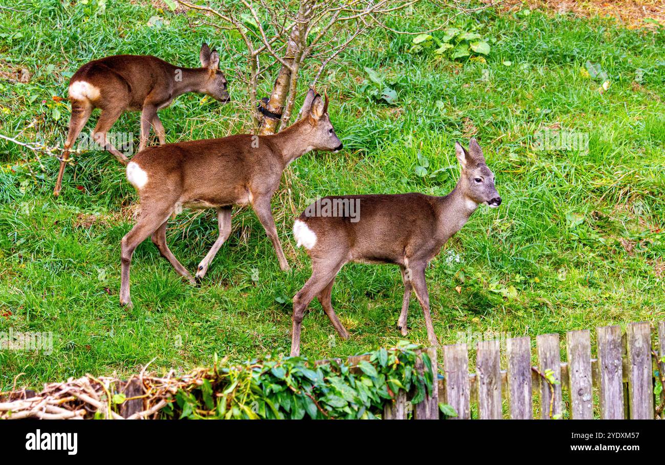 Dundee, Tayside, Scozia, Regno Unito. 28 ottobre 2024. Fauna selvatica del Regno Unito: Girovagando tra i boschi nella zona residenziale di Dundee, in Scozia, ci sono caprioli bianchi. Crediti: Dundee Photographics/Alamy Live News Foto Stock