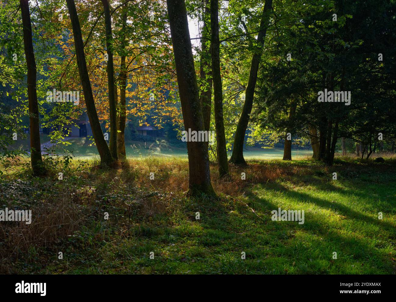 Vista attraverso una fila di alberi in un parco pubblico con luci accattivanti e gli splendidi colori di un'estate indiana (alta risoluzione e gamma dinamica) Foto Stock