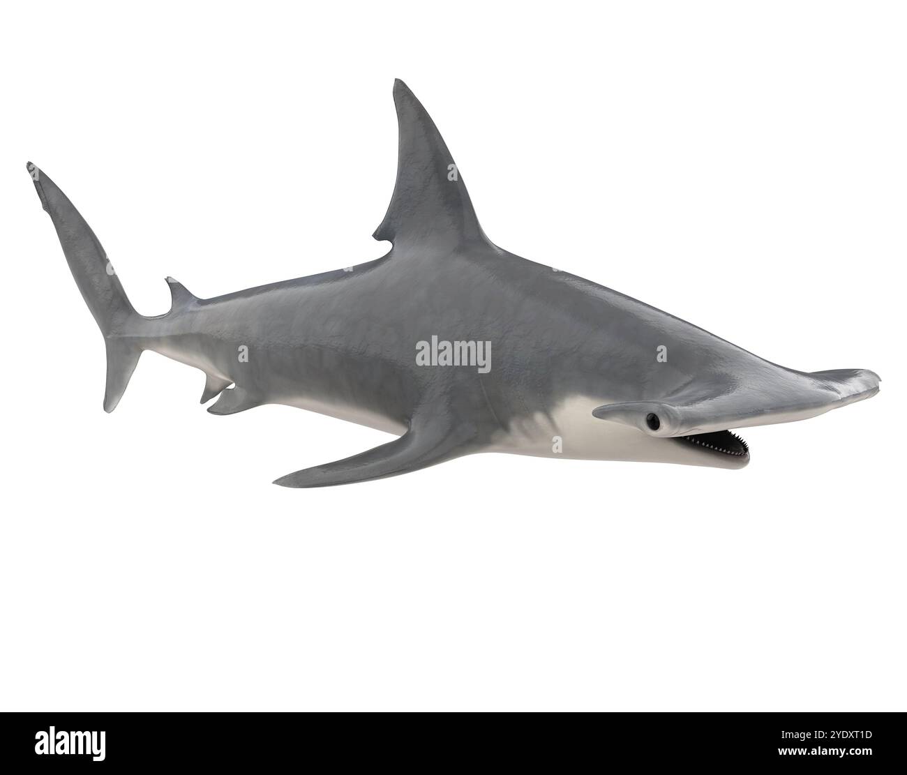Squalo martello isolato Foto Stock