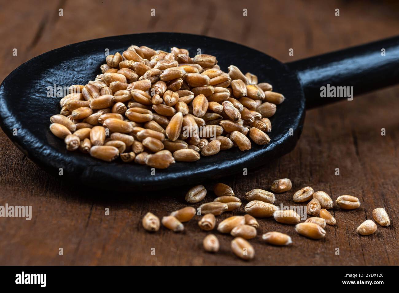 Semi di grano macinato in un cucchiaio di legno nero. Grano - benefici nutrizionali 016384 014 Foto Stock