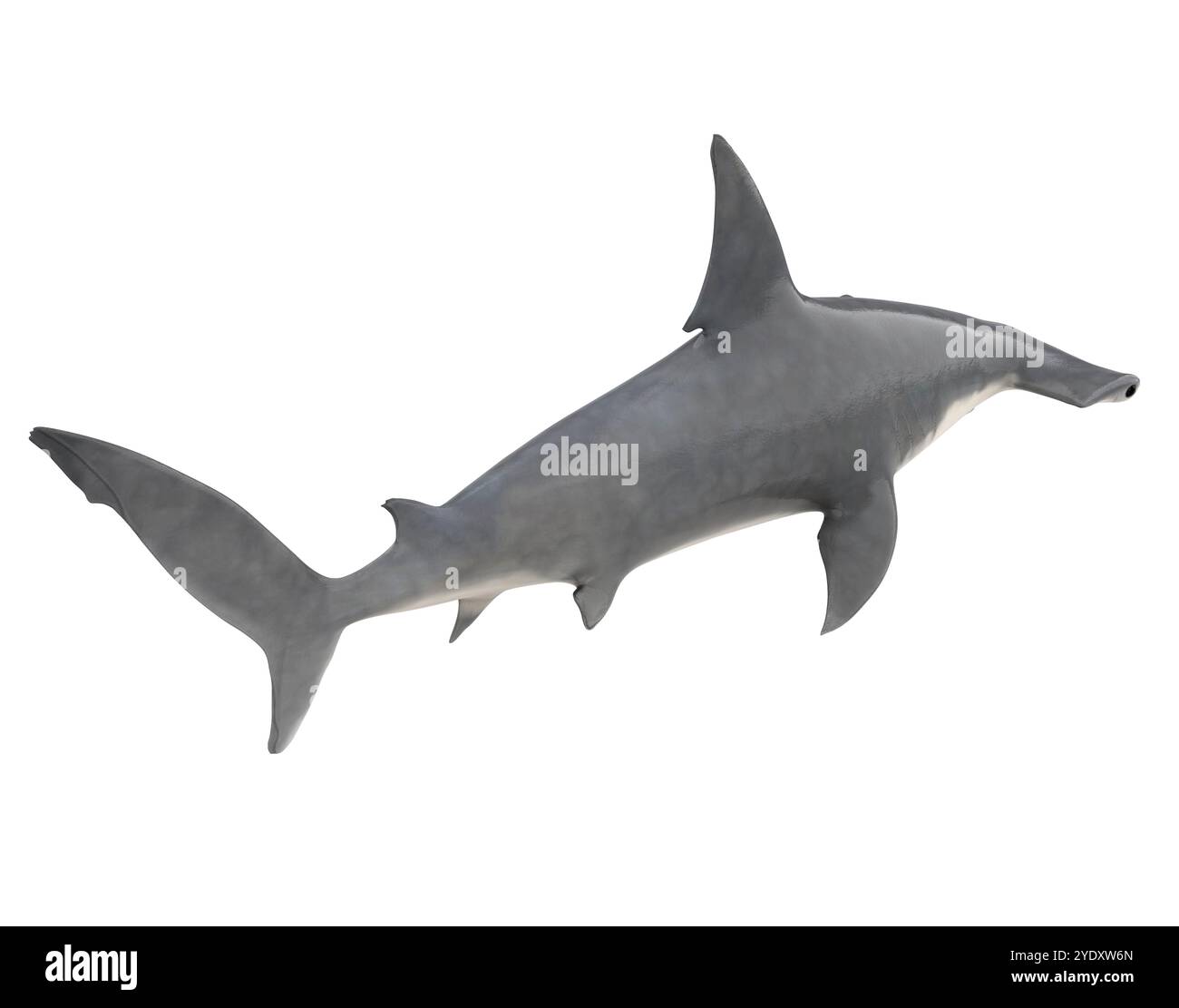 Squalo martello isolato Foto Stock