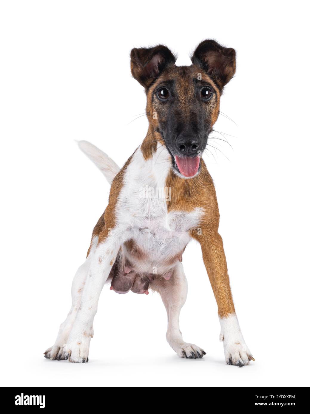 Bella mamma del cane Fox Terrier, che si allatta, è pronta a saltare e mostrare capezzoli. Guardando verso la fotocamera. Bocca aperta e t Foto Stock