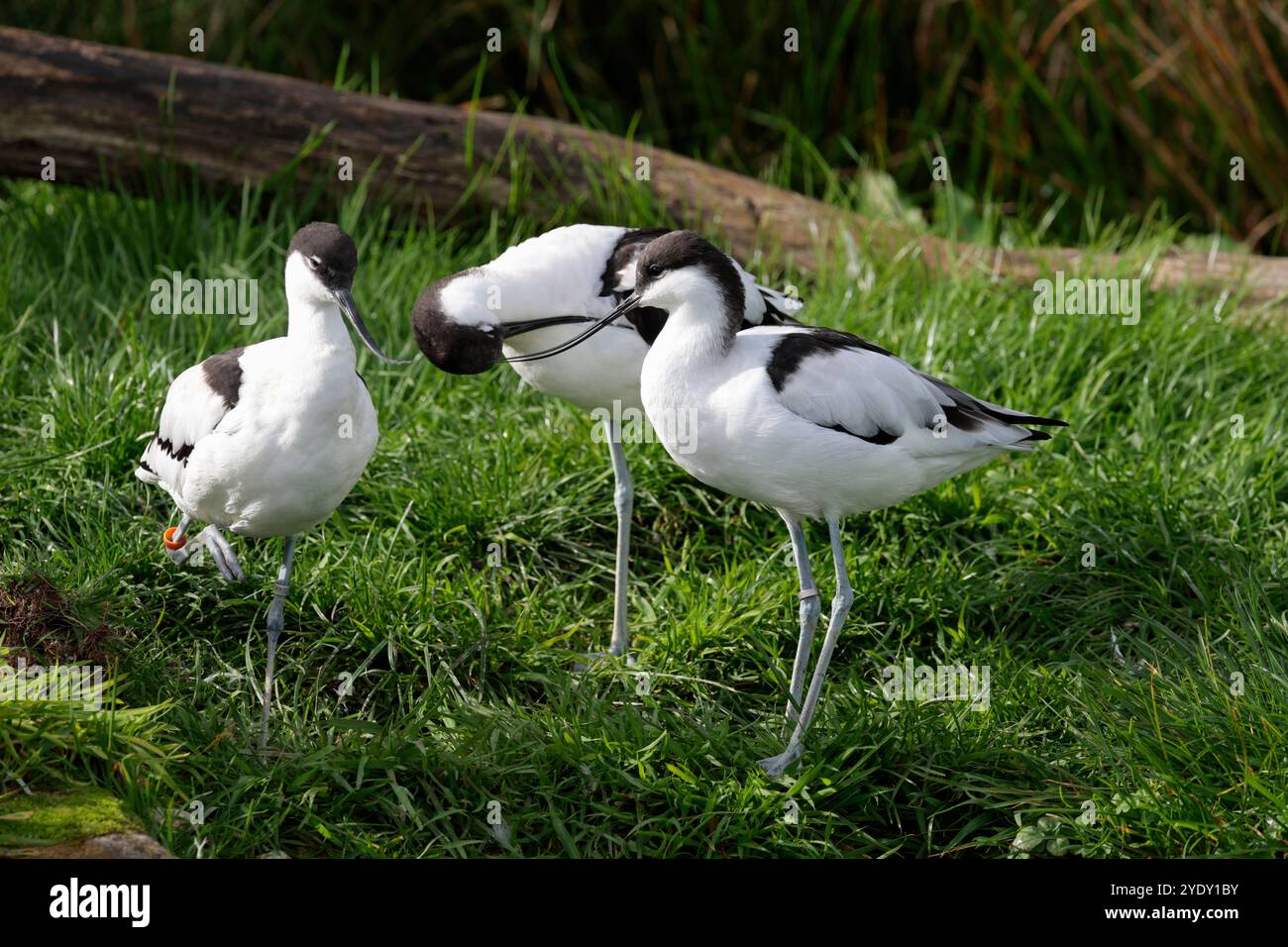 Avocet Recurvirostra avosetta Captive Arundel wwt wetland bird piumaggio bianco e nero lunghe gambe blu nero lungo becco rovesciato lungo sull'erba Foto Stock